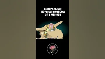 Нервная система за 1 минут #shorts #medicine