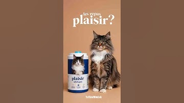 best cat food reviews | Les Repas Plaisir #cats #catfoodbrands #cat @lesrepasplaisir685