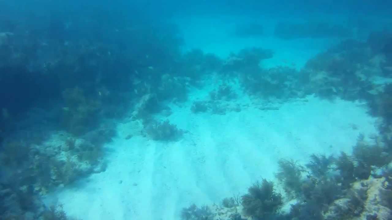 Molasses reef, Florida, beautiful dive site on a perfect sunny day. YouTube