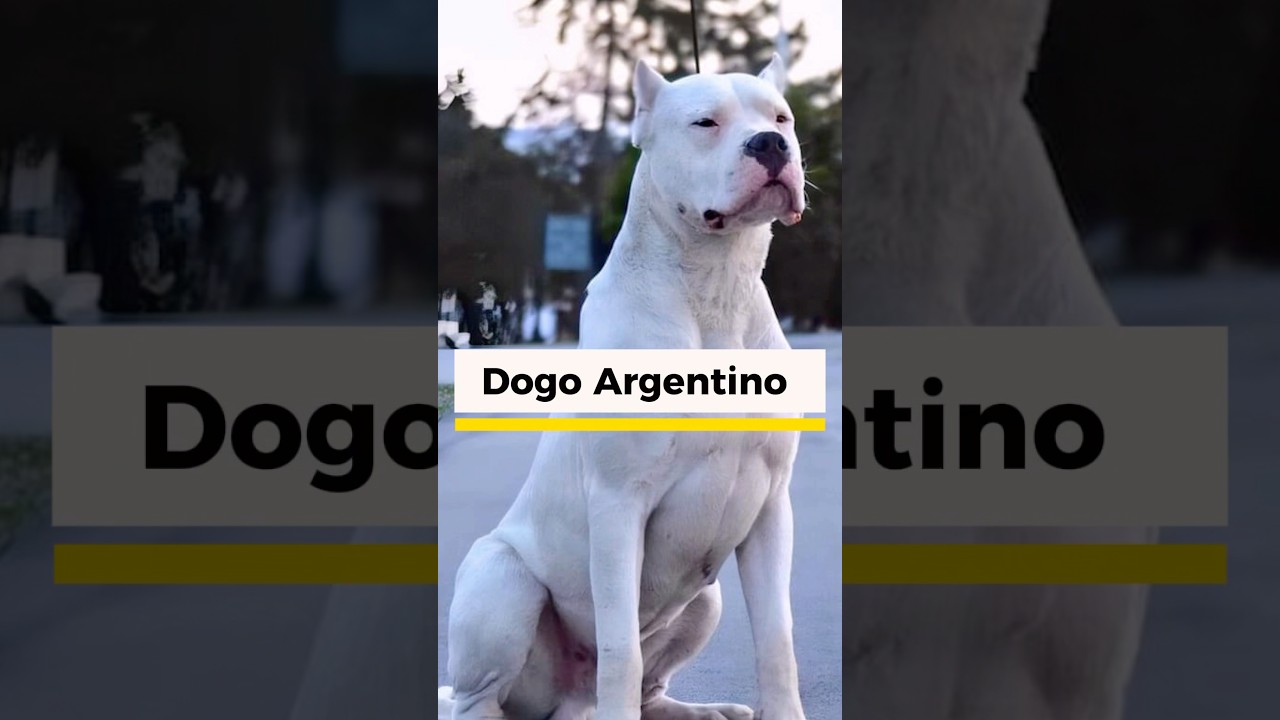 Dogo Argentino 🐶.. 