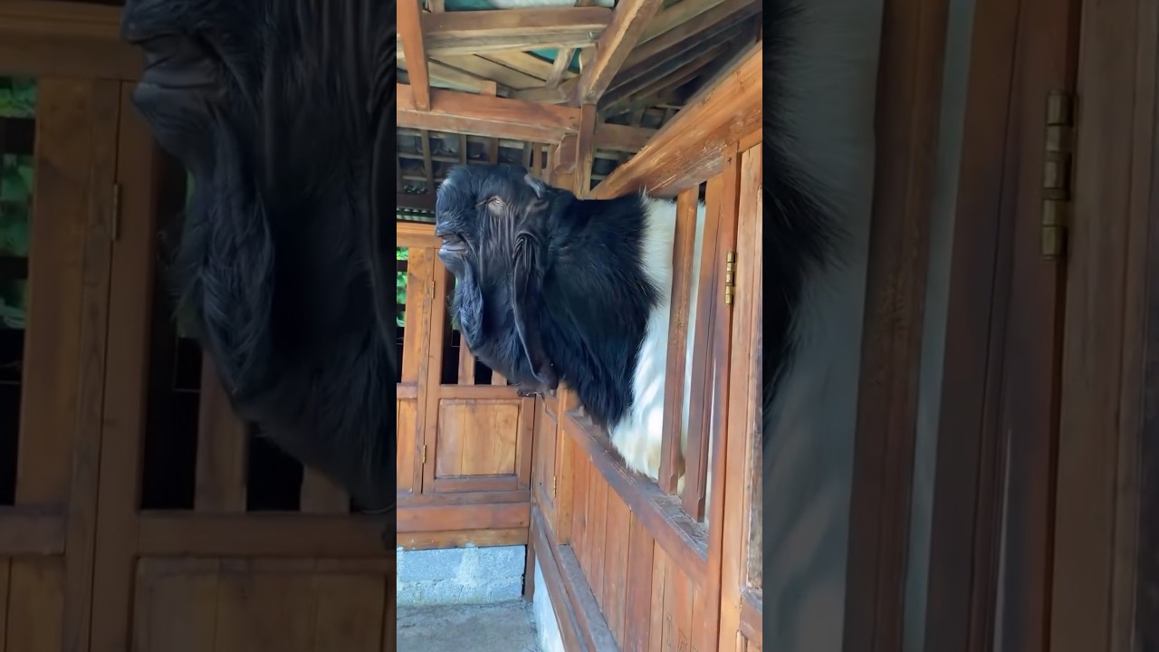 ¿Conocías Esta Cabra? 😱 