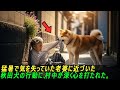 猛暑で気を失っていた老婆に近づいた 秋田犬の行動に、村中が深く心を打たれた。#感動ストーリー #日本#ゆっくり解説