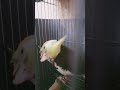 Cockatiel eating Malunggay🦜 #birds #tiel #cockatiel