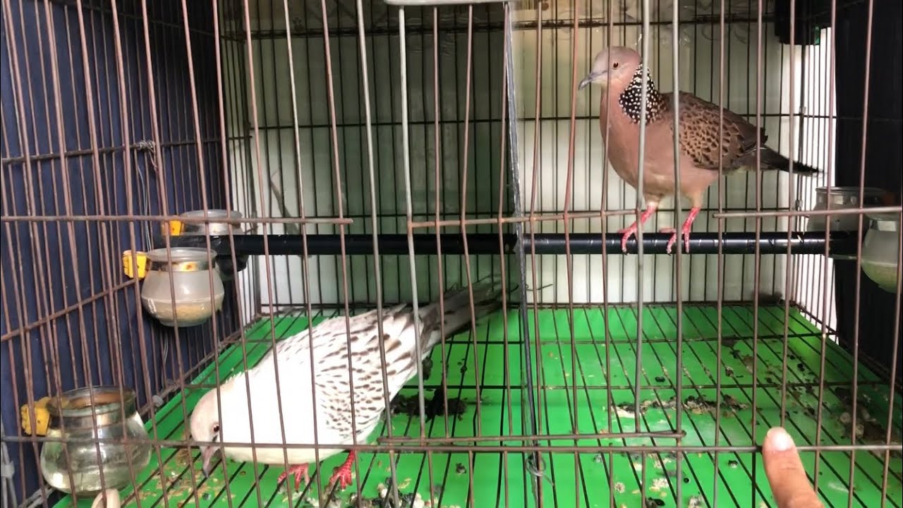 Cu gáy Thái - Cu gáy Việt cho người đam mê lựa chọn/ chimcugay