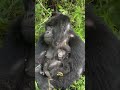 Gorilla Family Bond #ugandasafari #uganda #wildlife #exploreuganda #adventuretravel