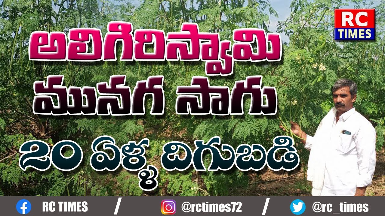 అలిగిరిస్వామి మునగ సాగు 20 ఏళ్ళ దిగుబడి!! Drumstick Cultivation! Aligiriswami munaga Sagu!!
