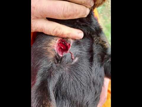 chasse sanglier 🐗 🐗 jagd terrier