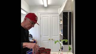 Green Beans and Tomatoes-Part III