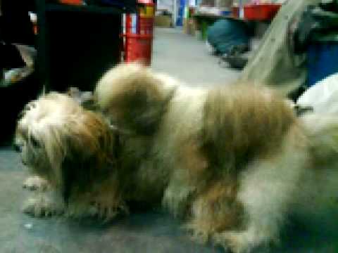 狗狗做爱dog fuck - YouTube
