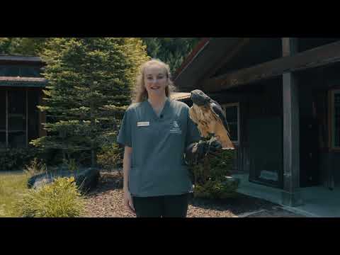 Rehab students help with routine exam on hawk ambassador
