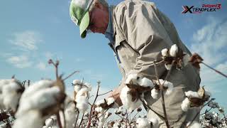 Bollgard 3 XtendFlex Cotton Testimonial – Marty White