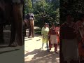 Elephant 🐘 is walking