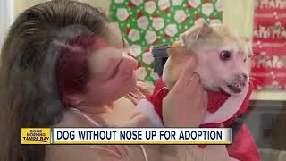 Fur-ever family wanted for Florida dog born without a nose