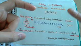 Traducción o biosíntesis de proteinas