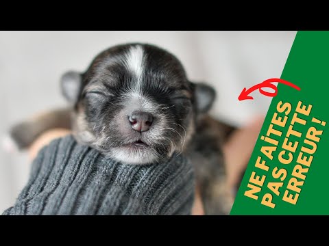 Vidéo: Est-ce que les chiens aiment les gens autour de leurs chiots nouveau-nés?