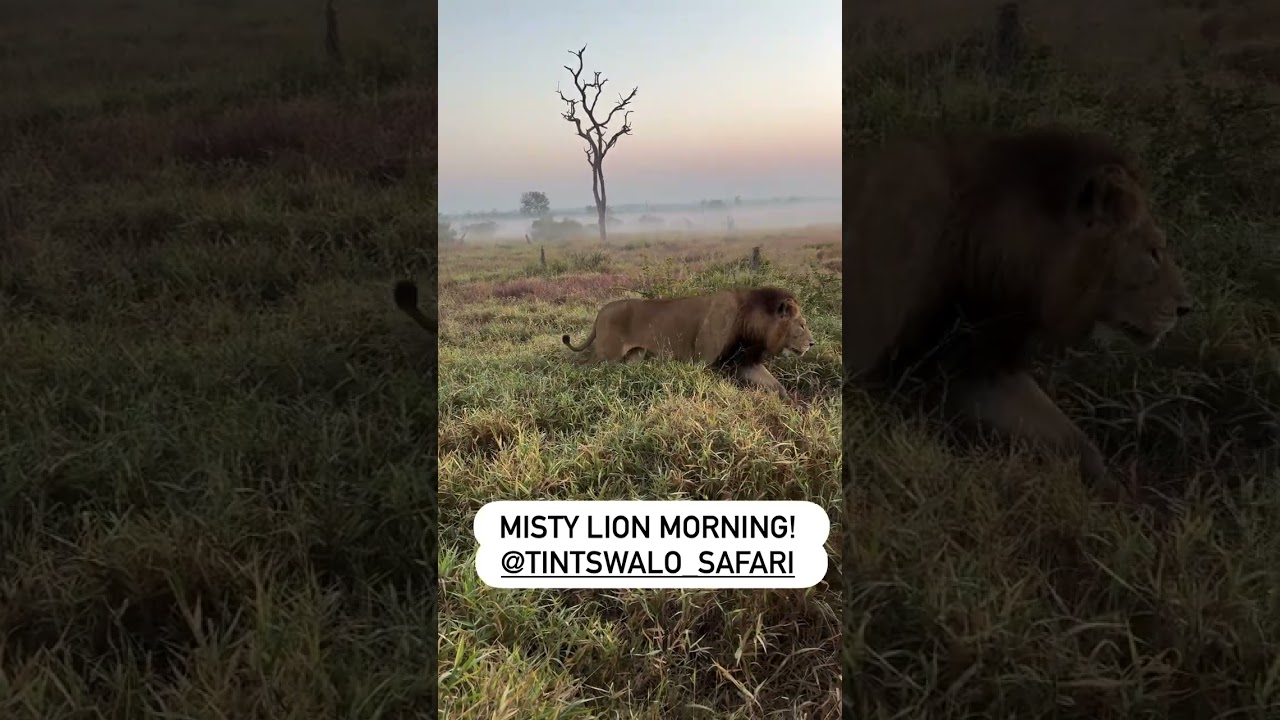 Son of Red Road Male Lion at Manyeleti | Today | #lion #shorts #wildlife