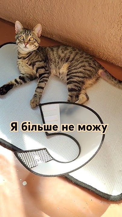 Я більше не можу #кіт #котики #смішнікоти #смішнівідео #тваринки # ...