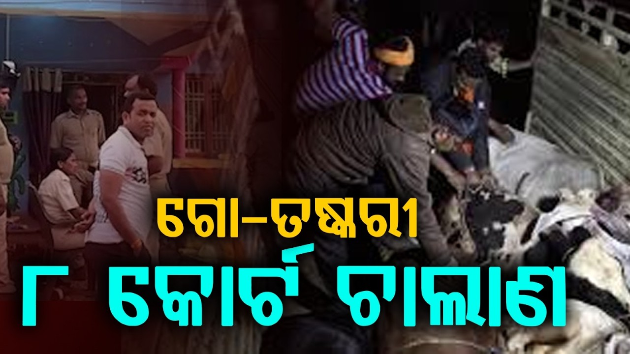 ଗୋ-ମାଫିଆଙ୍କ ତ୍ରାହି ନାହିଁ | Cattle Smuggling | Mayurbhanj | Police Raid | Cattle Mafia | Argus News