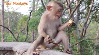 Baby Hybrid Long-tail  Monkey David and Mom Pigtail Monkey Mary Happy to get Feeding Banana