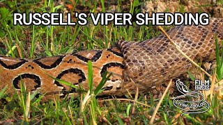 Deadly venomous Russell's viper shedding skin, wild snake shedding skin