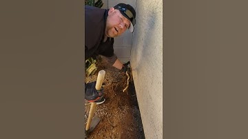 Termite Treatment - Finding Tree Roots Along Your Stem Walls