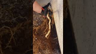 Termite Treatment - Finding Tree Roots Along Your Stem Walls