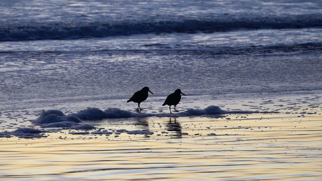 Barrytown Variable Oystercatchers
