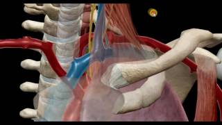 Топография подключичной артерии