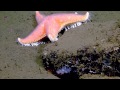 Diverse Organisms off the California Coast | Nautilus Live