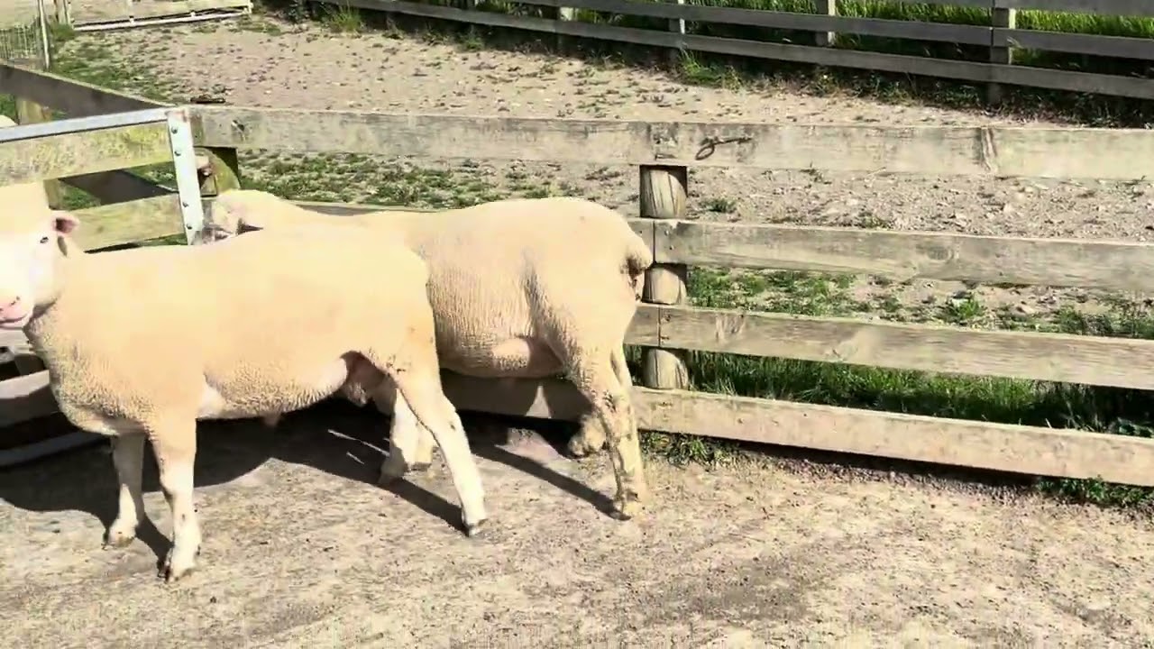 2024 Poll Dorset Rams, Lot 1: Rocklea 131/23 & Lot 2: Rocklea 132/23