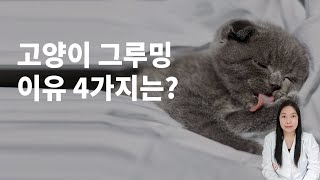 고양이 그루밍하는 이유 4가지, 감정표현일까?