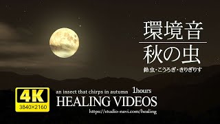 満月の夜・秋の虫の音（鈴虫・こおろぎ・キリギリス）α波で自律神経の乱れを整え、心身の疲労回復・眠れない夜にもどうぞ。