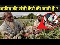           afeem farming in india  opium farming