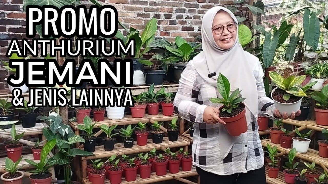 BU GURU MAU NGASIH PROMO KHUSUS ANTHURIUM JEMANI NICH,,,,GERCEPIN AJA
