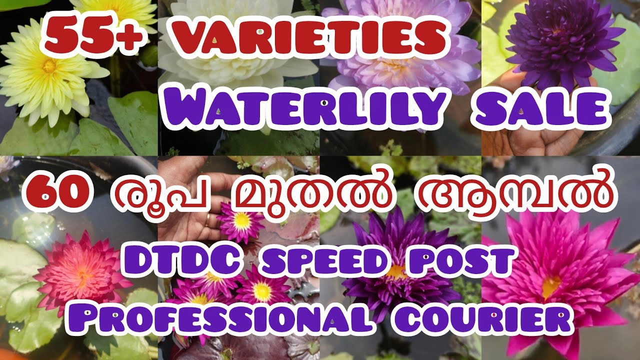 Water lilies for sale@Plantsofparadisee