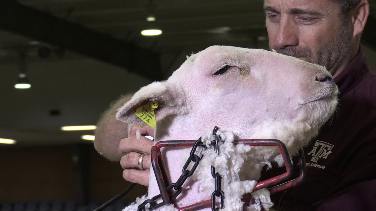 Shawn Ramsey - Managing 4H Sheep & Goat Projects - Shearing the head of