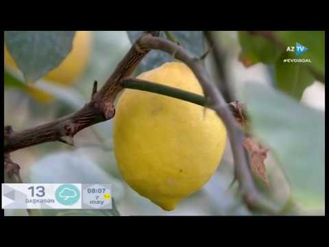 Video: Toxumdan Limon Yetişdirmək - Missiya Mümkündürmü?