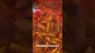 A record invasion of locust in Egypt!