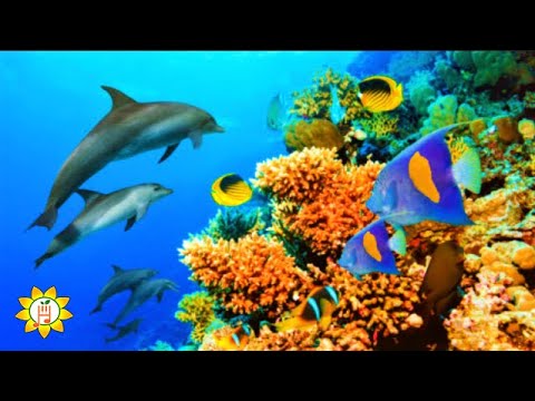 Watch Beautiful Tropical Fish in the Ocean 🐟 Relaxing Piano Music with Water Sound 🐠🌴🐬 on YouTube Watch Beautiful Tropical Fish in the Ocean 🐟 Relaxing Piano Music with Water Sound 🐠🌴🐬 on YouTube