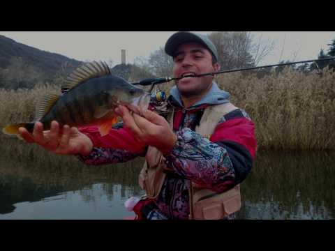 ზოლიანი მონსტრი