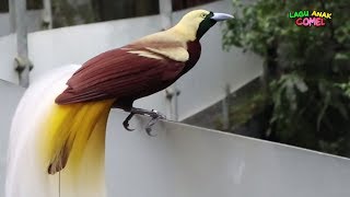 Mengenal dan Lihat Burung | Cendrawasih | Flaminggo | Merak | di Taman Safari Bogor