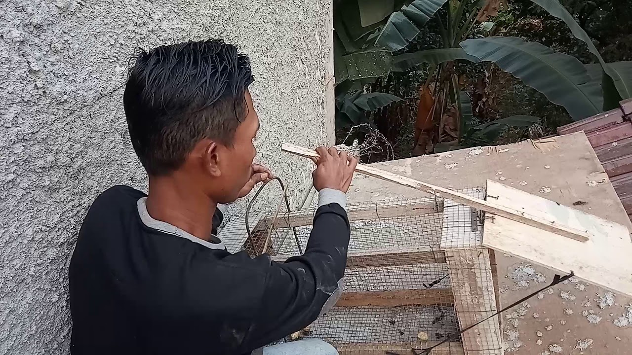 Menjebak musang di atap rumah