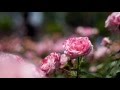 伊丹市荒牧バラ公園　Aramaki rose park　2016 の動画、YouTube動画。