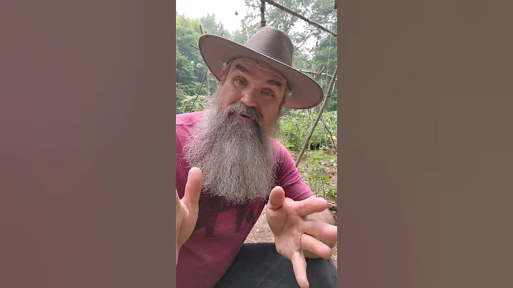 Don't prune this type of tomato! Tomato Tips #2