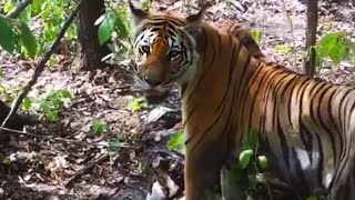 タイの保護区でトラが増加　隠しカメラで撮影