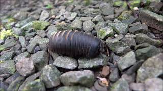 澤圓馬陸科 Zephroniidae