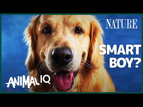 Video: Canine IQ: Kā Smart ir jūsu suns?