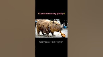🐹 capybara bị coi thường nhưng lại dũng cảm giúp người ❤️ #capybara #capybaratinhnghich