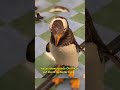 Pinguine und der Antarktisvertrag