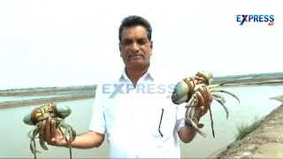 Mud Crab or Pacha Peetalu farming Potential in Andhra Pradesh - Success story of Krishna Farmer